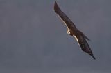 Orzeł przedni, zys, Aquila chrysaetos, Bieszczady