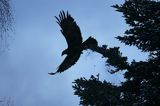 Orzeł przedni, zys, Aquila chrysaetos