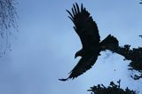 Orzeł przedni, zys, Aquila chrysaetos