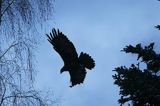 Orzeł przedni, zys, Aquila chrysaetos