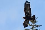 Orzeł przedni, zys, Aquila chrysaetos