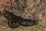 Orzeł przedni, zys, Aquila chrysaetos, Bieszczady