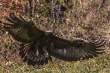 Orzeł przedni, zys, Aquila chrysaetos, Bieszczady