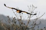 Orzeł przedni, zys, Aquila chrysaetos, Bieszczady