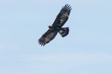 Orzeł przedni, zys, Aquila chrysaetos, Bieszczady