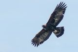 Orzeł przedni, zys, Aquila chrysaetos, Bieszczady