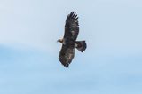 Orzeł przedni, zys, Aquila chrysaetos, Bieszczady