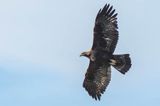 Orzeł przedni, zys, Aquila chrysaetos, Bieszczady
