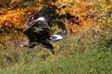 Orzeł przedni, zys, Aquila chrysaetos, juv., w locie