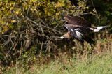 Orzeł przedni, zys, Aquila chrysaetos, juv., w locie