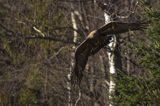 Orzeł przedni, zys, Aquila chrysaetos, Bieszczady