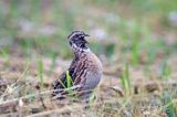 przepiórka, samiec, Coturnix coturnix