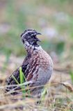 przepiórka, samiec, Coturnix coturnix