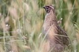 przepiórka, samiec, Coturnix coturnix