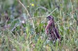 przepiórka, samiec, Coturnix coturnix