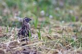 przepiórka, samiec, Coturnix coturnix