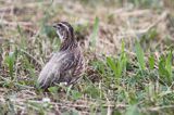 przepiórka, samiec, Coturnix coturnix