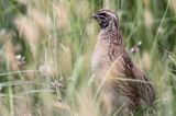 przepiórka, samiec, Coturnix coturnix