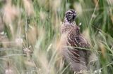 przepiórka, samiec, Coturnix coturnix