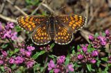 przeplatka cinksia Melitaea cinxia