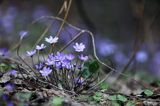 przylaszczka pospolita, Hepatica nobilis