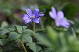 przylaszczka pospolita, Hepatica nobilis