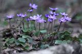 przylaszczka pospolita, Hepatica nobilis