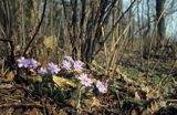 przylaszczki Hepatica nobilis