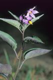 psianka słodkogórz Solanum dulcamara L.