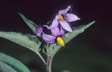 psianka słodkogórz Solanum dulcamara L.