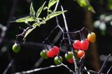 Psianka słodkogórz Solanum dulcamara, słodko-gorzka