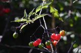 Psianka słodkogórz Solanum dulcamara, słodko-gorzka