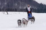 psi zaprzęg, wyścigi psich zaprzęgów, Kager Cup, W krainie wilka, Lutowiska, Bieszczady