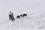 psi zaprzęg, wyścigi psich zaprzęgów, Kager Cup, W krainie wilka, Lutowiska, Bieszczady