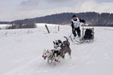 psi zaprzęg, wyścigi psich zaprzęgów, Kager Cup, W krainie wilka, Lutowiska, Bieszczady