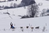 psi zaprzęg, wyścigi psich zaprzęgów, Kager Cup, W krainie wilka, Lutowiska, Bieszczady