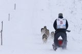 psi zaprzęg, wyścigi psich zaprzęgów, Kager Cup, W krainie wilka, Lutowiska, Bieszczady