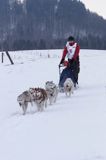 psi zaprzęg, wyścigi psich zaprzęgów, Kager Cup, W krainie wilka, Lutowiska, Bieszczady