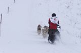 psi zaprzęg, wyścigi psich zaprzęgów, Kager Cup, W krainie wilka, Lutowiska, Bieszczady