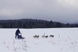 psi zaprzęg, wyścigi psich zaprzęgów, Kager Cup, W krainie wilka, Lutowiska, Bieszczady