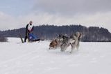 psi zaprzęg, wyścigi psich zaprzęgów, Kager Cup, W krainie wilka, Lutowiska, Bieszczady