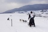 psi zaprzęg, wyścigi psich zaprzęgów, Kager Cup, W krainie wilka, Lutowiska, Bieszczady