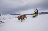 psi zaprzęg, wyścigi psich zaprzęgów, Kager Cup, W krainie wilka, Lutowiska, Bieszczady