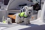 psy rasy west highland white terrier na jachcie motorowym, kapoki dla zwierząt west highland white terrier on the yacht