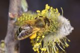 Wierzba iwa Salix caprea L.) kwiatostany męskie i Pszczoła miodna Apis mellifera L., syn. Apis mellifica L.)