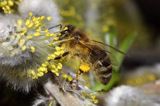 Wierzba iwa Salix caprea L.) kwiatostany męskie i Pszczoła miodna Apis mellifera L., syn. Apis mellifica L.)