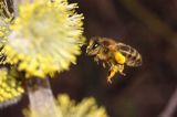 Wierzba iwa Salix caprea L.) kwiatostany męskie i Pszczoła miodna Apis mellifera L., syn. Apis mellifica L.)