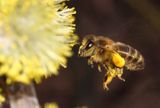 Wierzba iwa Salix caprea L.) kwiatostany męskie i Pszczoła miodna Apis mellifera L., syn. Apis mellifica L.)