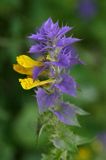 Melampyrum nemorosum pszeniec gajowy) ,