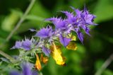 Melampyrum nemorosum pszeniec gajowy) ,